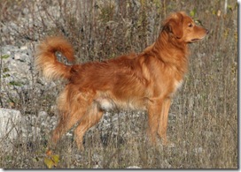 2009tollers 041