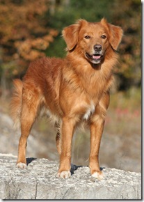 2009tollers 049