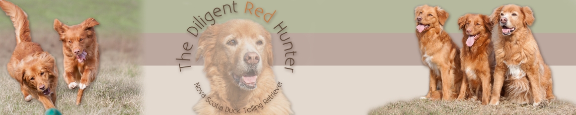 The Diligent Red Hunter